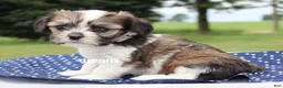 Mixed Breed dogs for sale: Nico - Ad 3