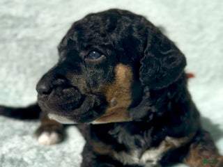 Standard Poodle dogs - Ad 2