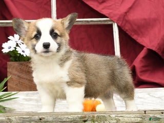 Welsh Corgi Pembroke dogs - Ad 3