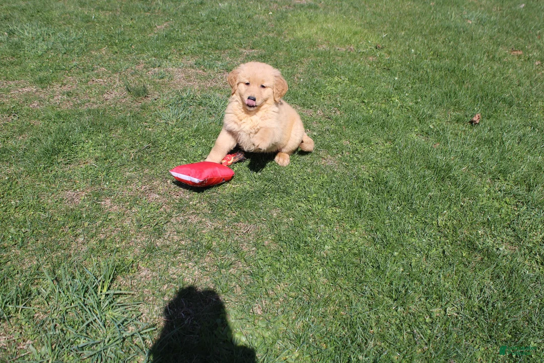 Golden Retriever dogs for sale: Gallon - Ad 2