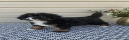 Mini Aussiedoodle dogs for sale: Remi - Ad 6