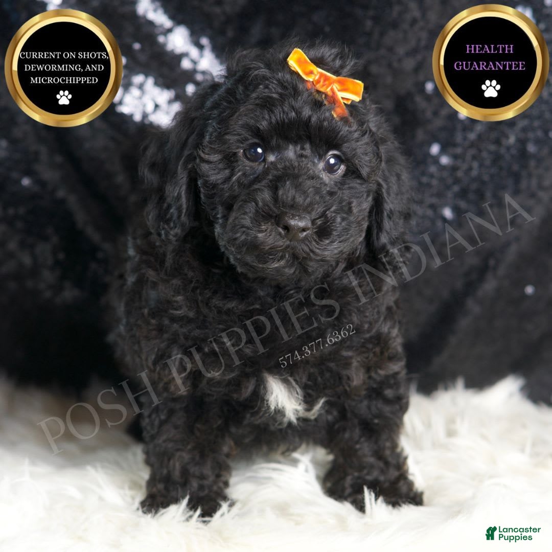 Toy Poodle dogs Romeo - Ad 1