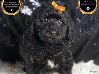 Toy Poodle dogs - Ad 30