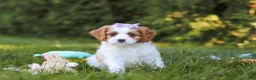 Cavapoo dogs for sale: Ingrid - Ad 5