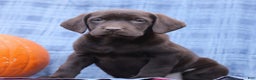 Labrador Retriever dogs for sale: Joanna  - Ad 1