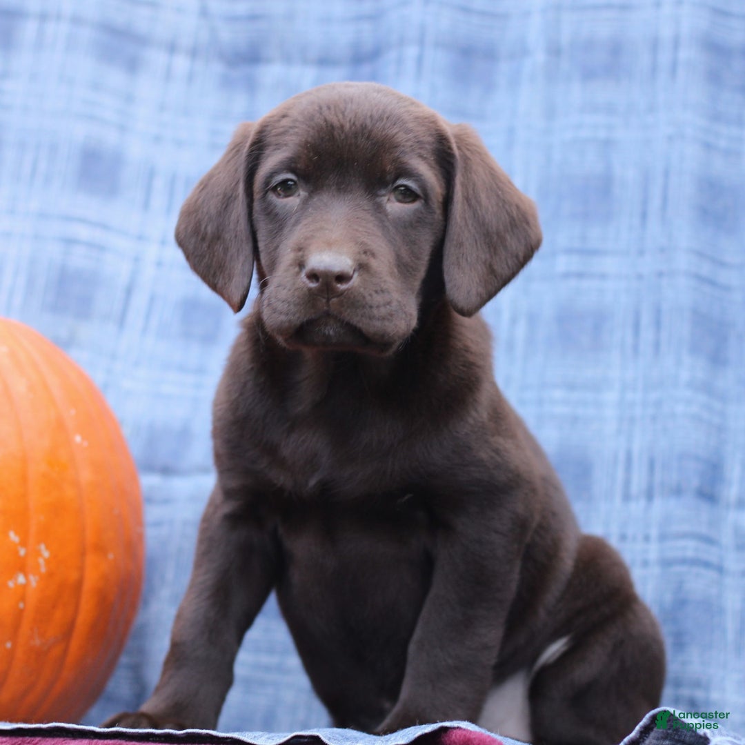 Labrador Retriever dogs for sale: Joanna  - Ad 1