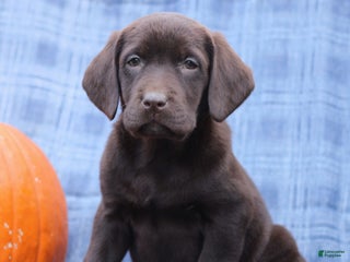 Labrador Retriever dogs Joanna - Ad 31