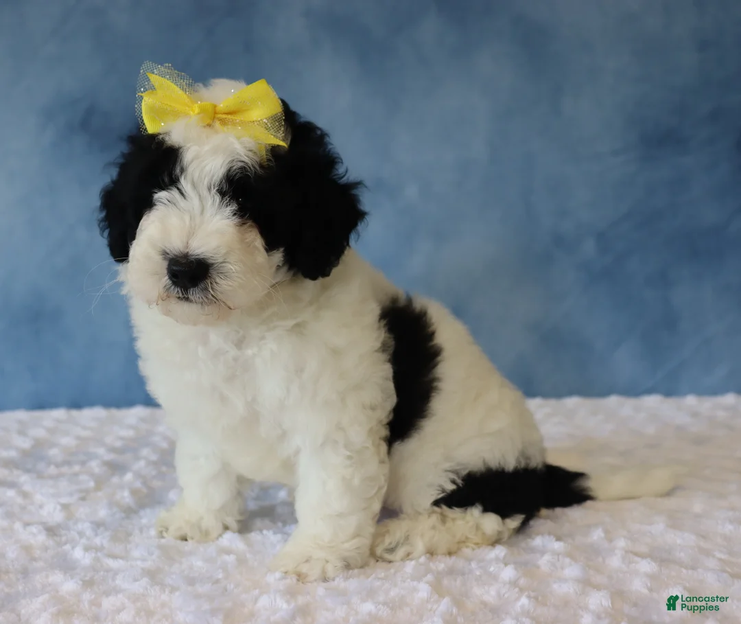 Mixed Breed dogs for sale: Charlie - Ad 5