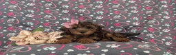 Yorkiepoo dogs for sale: Audrey - Ad 5