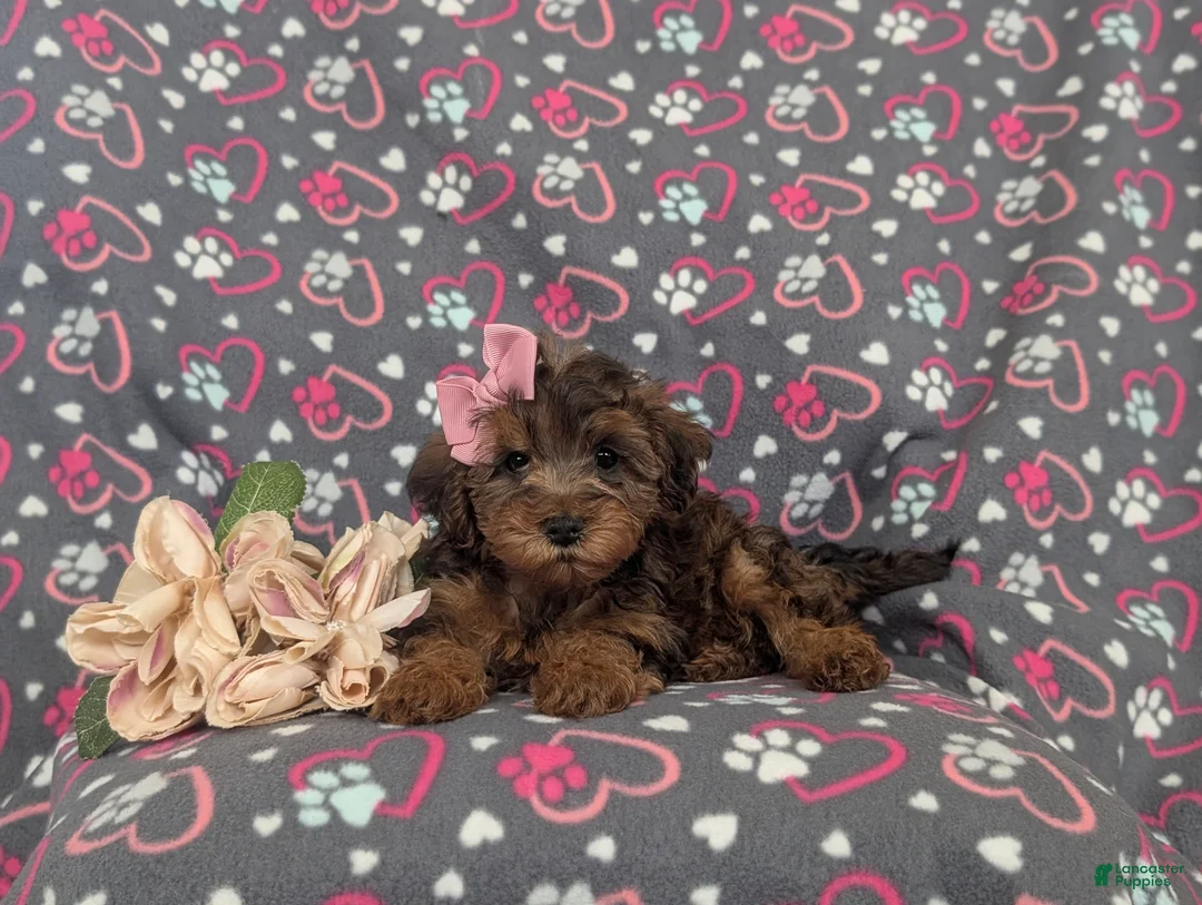 Yorkiepoo dogs for sale: Audrey - Ad 5