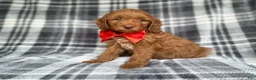 Cockapoo dogs for sale: Max - Ad 7