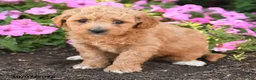Mini Goldendoodle dogs for sale: Rocky - Ad 2