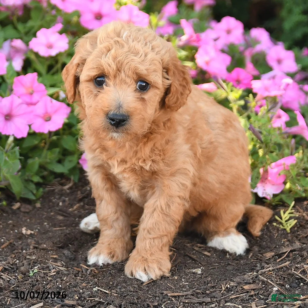 Mini Goldendoodle dogs for sale: Rocky - Ad 2