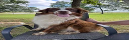 Australian Shepherd dogs for sale: Lemon - Ad 13
