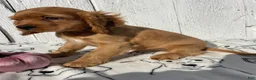 Cocker Spaniel dogs for sale: Peanut - Ad 3