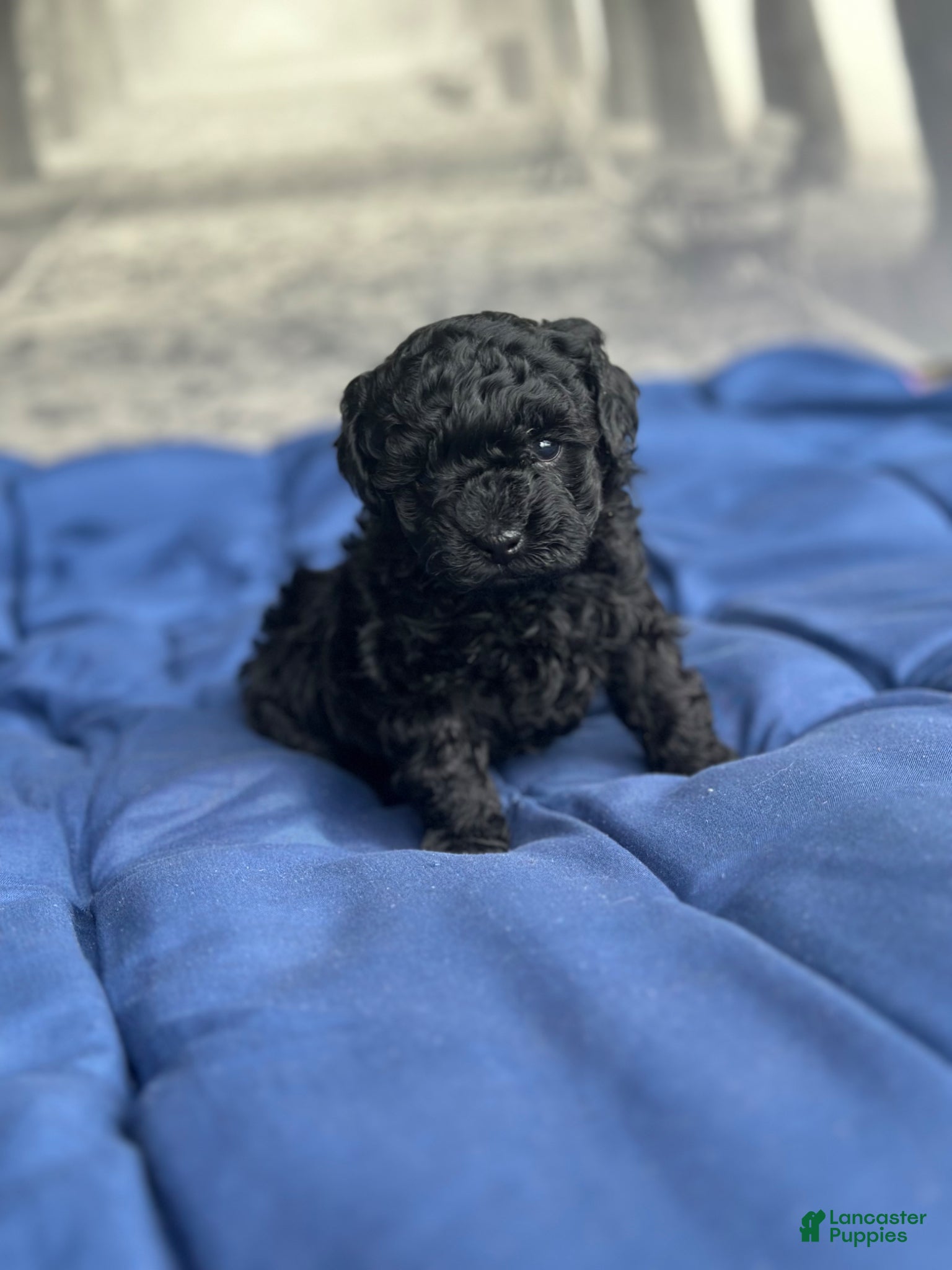 Toy Poodle dogs Midnight - Ad 41