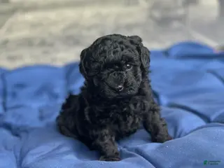 Toy Poodle dogs Midnight - Ad 41