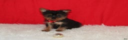 Yorkshire Terrier dogs for sale: Donnie - Ad 12