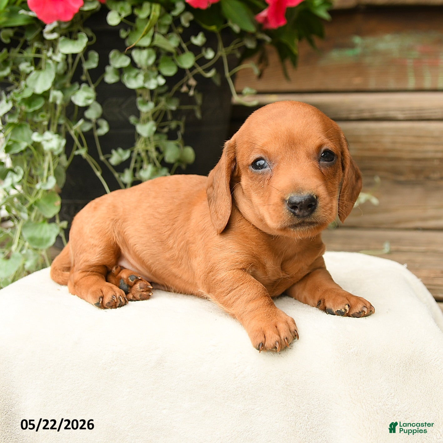 Dachshund dogs Asher - Ad 2