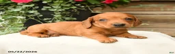 Dachshund dogs for sale: Asher - Ad 2