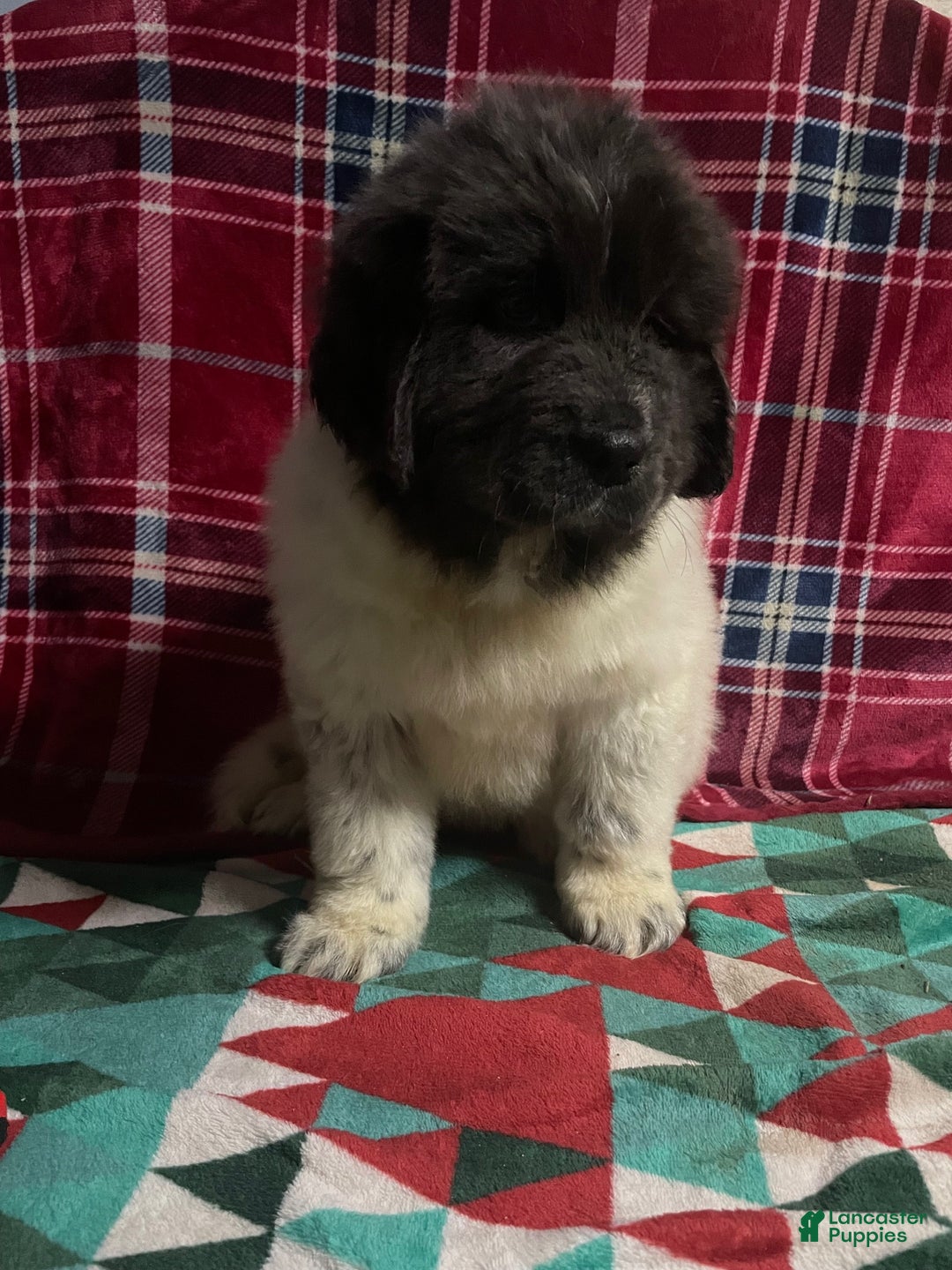 Newfoundland dogs for sale: Newfoundland Puppy 3 - Ad 2