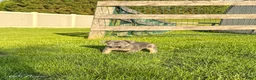 French Bulldog dogs for sale: Bear - Ad 3