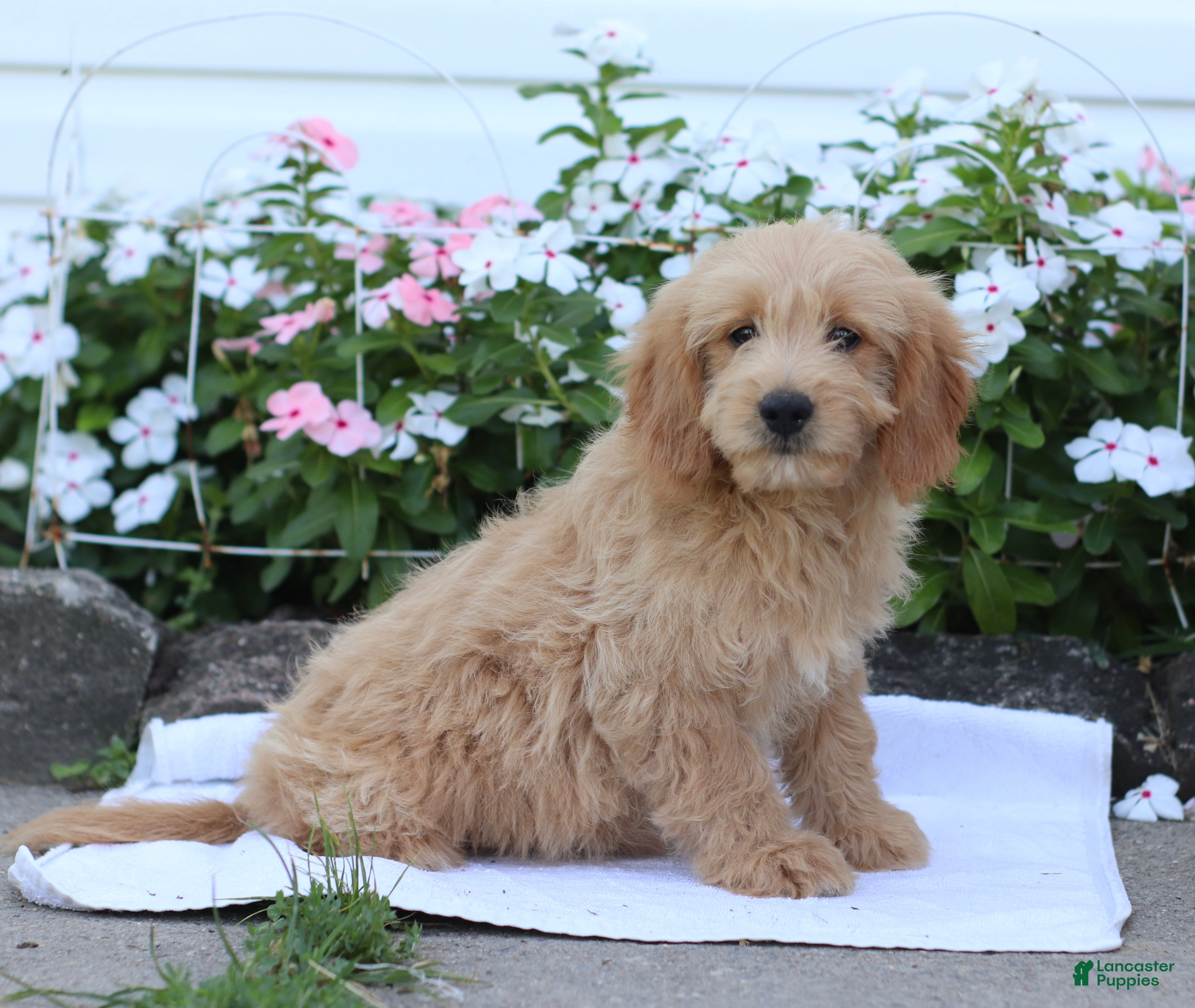 Mini Goldendoodle dogs Judy - Ad 2