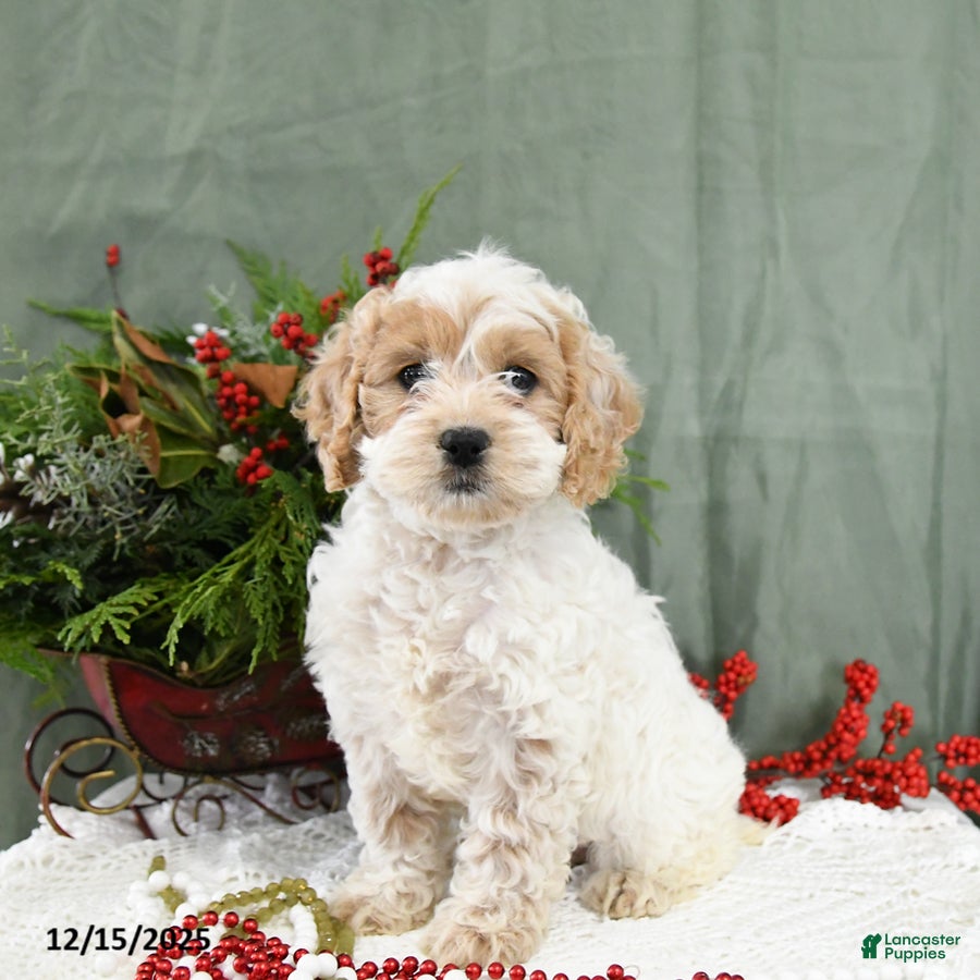 Cavapoo dogs Ivy - Ad 42
