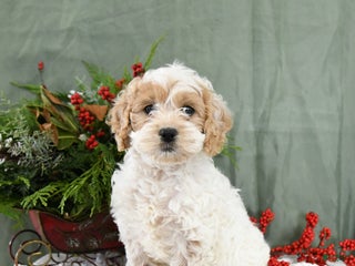 Cavapoo dogs Ivy - Ad 26