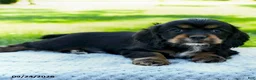 Cocker Spaniel dogs for sale: Coffee - Ad 3