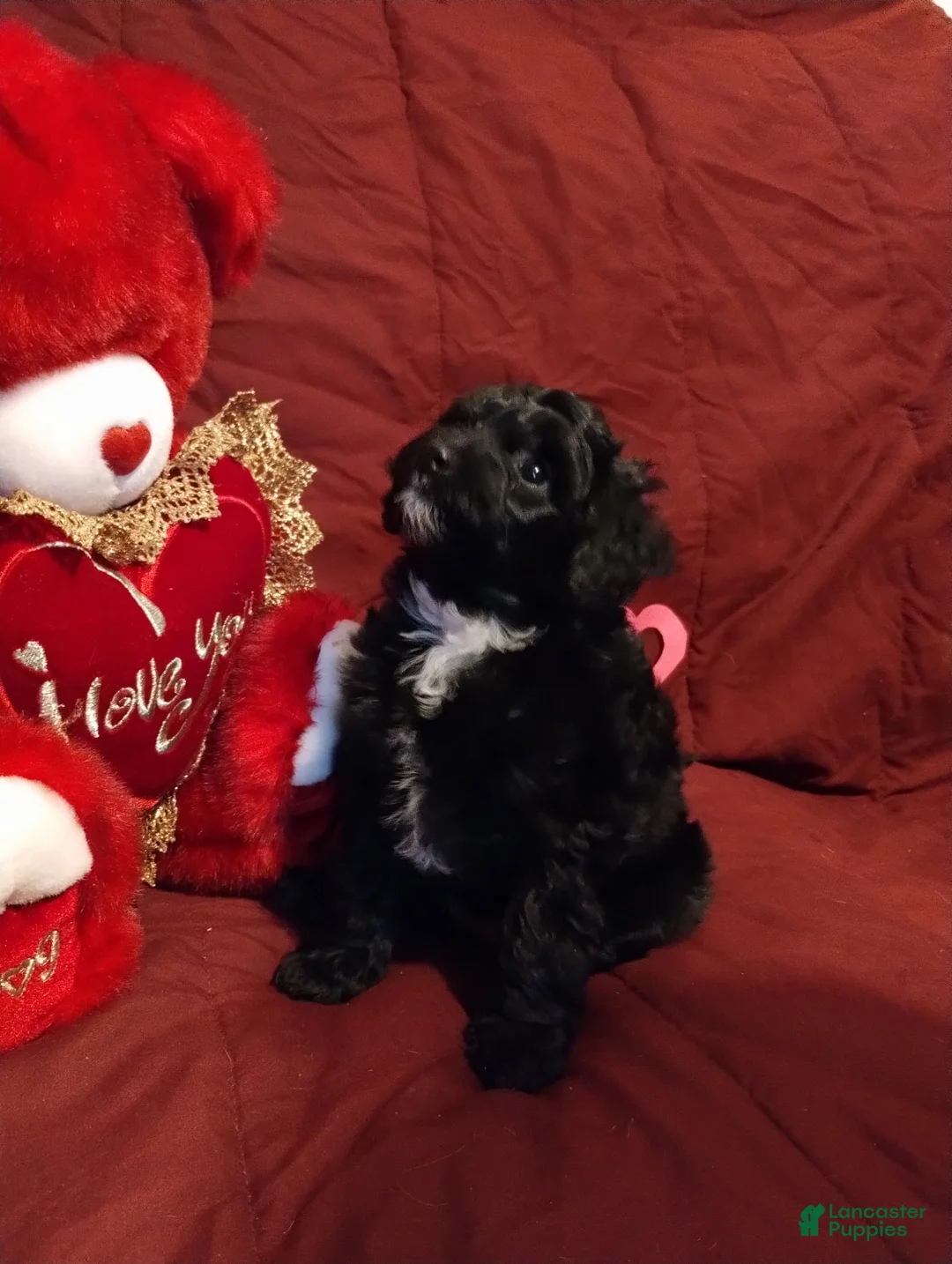 Cavapoochon dogs for sale: Bella - Ad 4