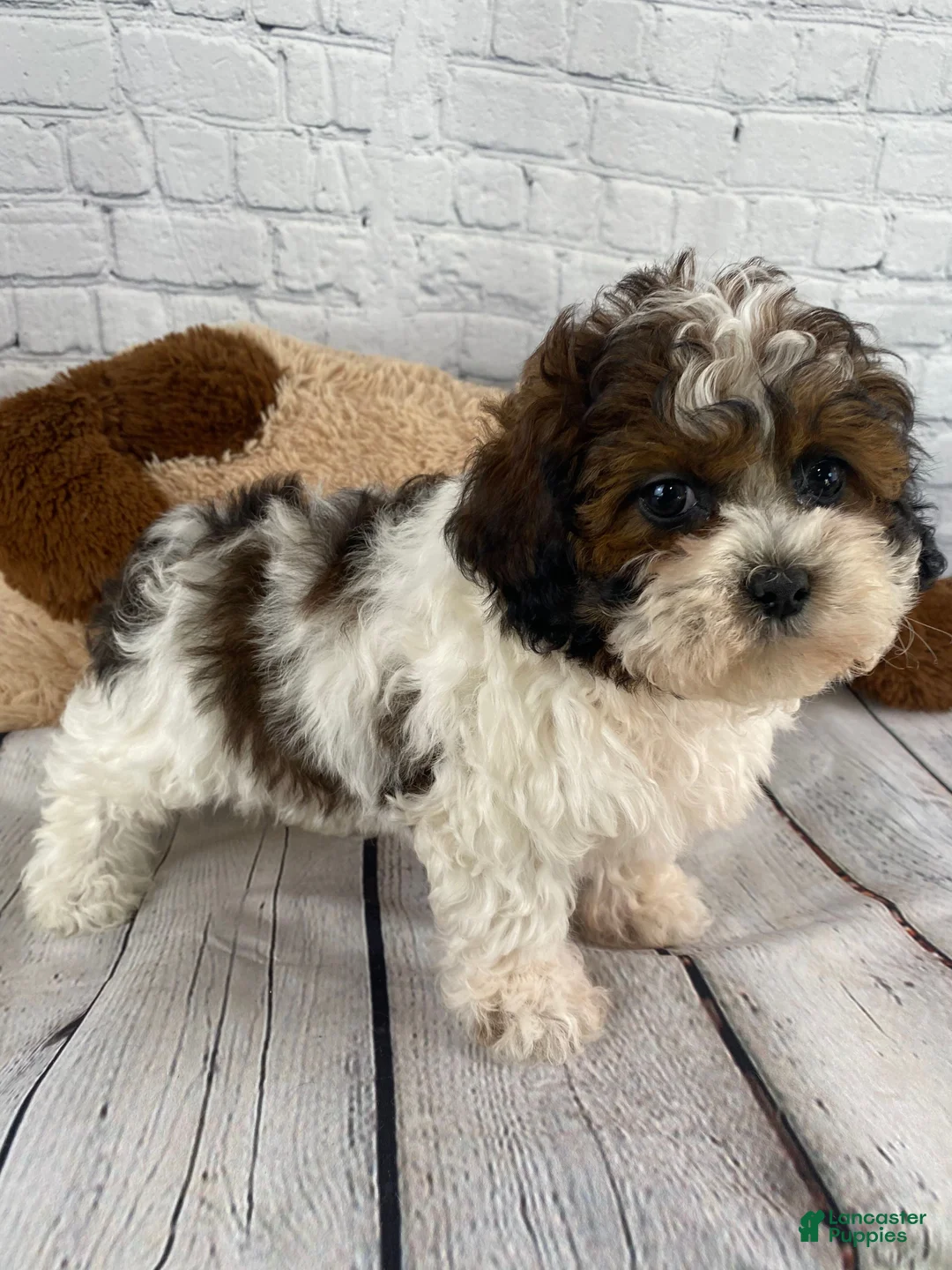 Shihpoo dogs for sale: Rocky - Ad 3
