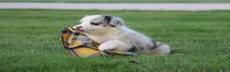 Border Collie dogs for sale: Cruz - Ad 2