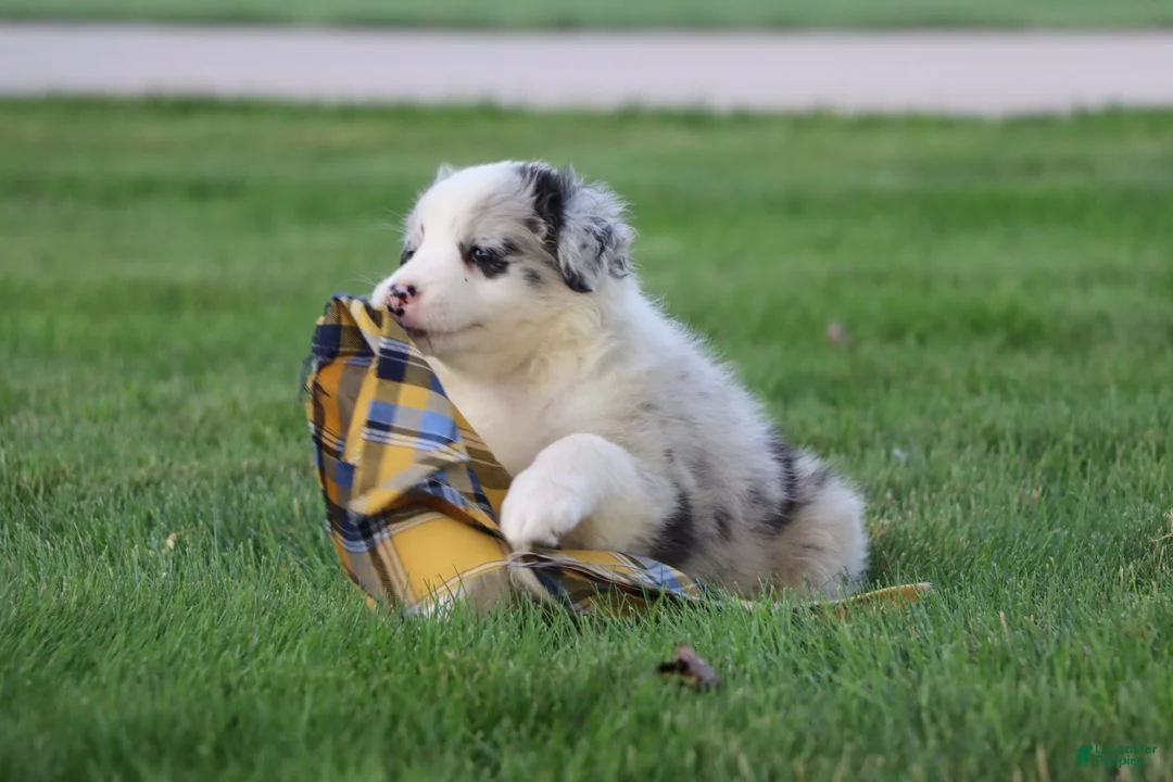 Border Collie dogs for sale: Cruz - Ad 2