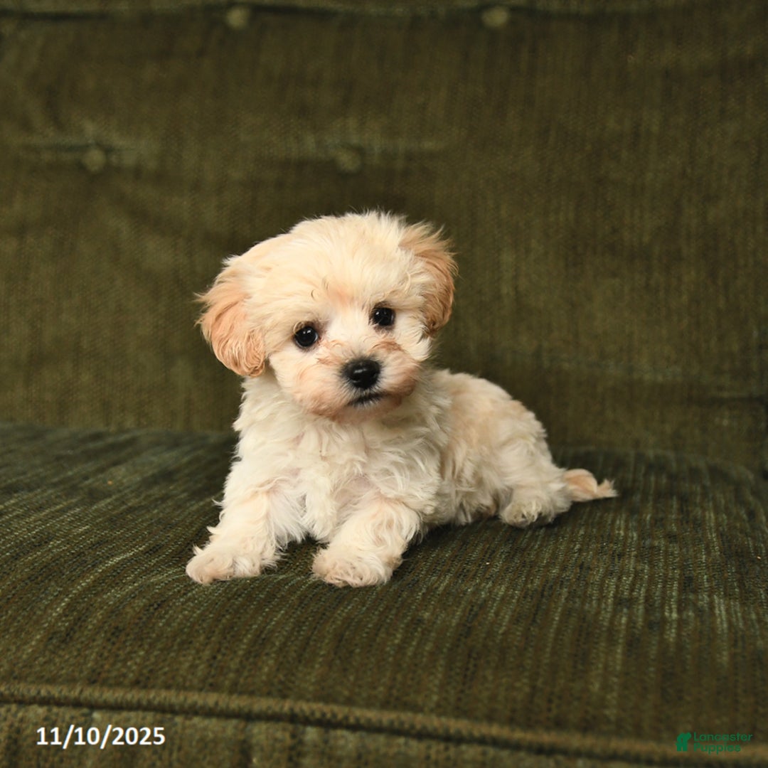 Maltipoo dogs for sale: Leo - Ad 9