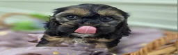 Cockapoo dogs for sale: Batty - Ad 7