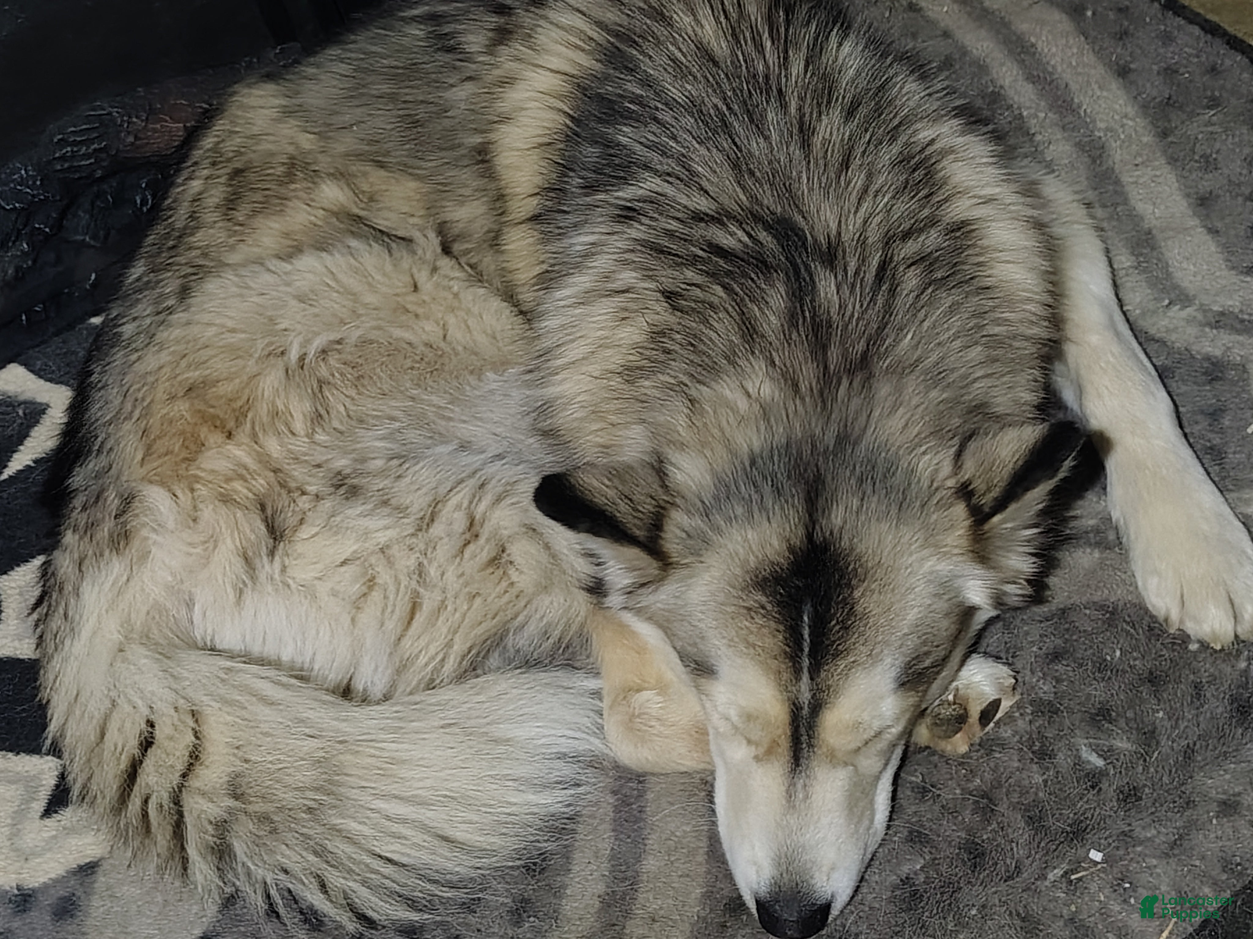 Mixed Breed dogs Mixed Breed Puppy 2 - Ad 11