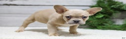 French Bulldog dogs for sale: Candace - Ad 6