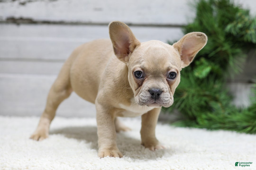 French Bulldog dogs for sale: Candace - Ad 6
