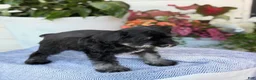 Miniature Schnauzer dogs for sale: Lin - Ad 4