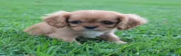 King Charles Spaniel dogs for sale: King Charles Spaniel 1 - Ad 3