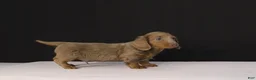 Dachshund dogs for sale: Bobby - Ad 5