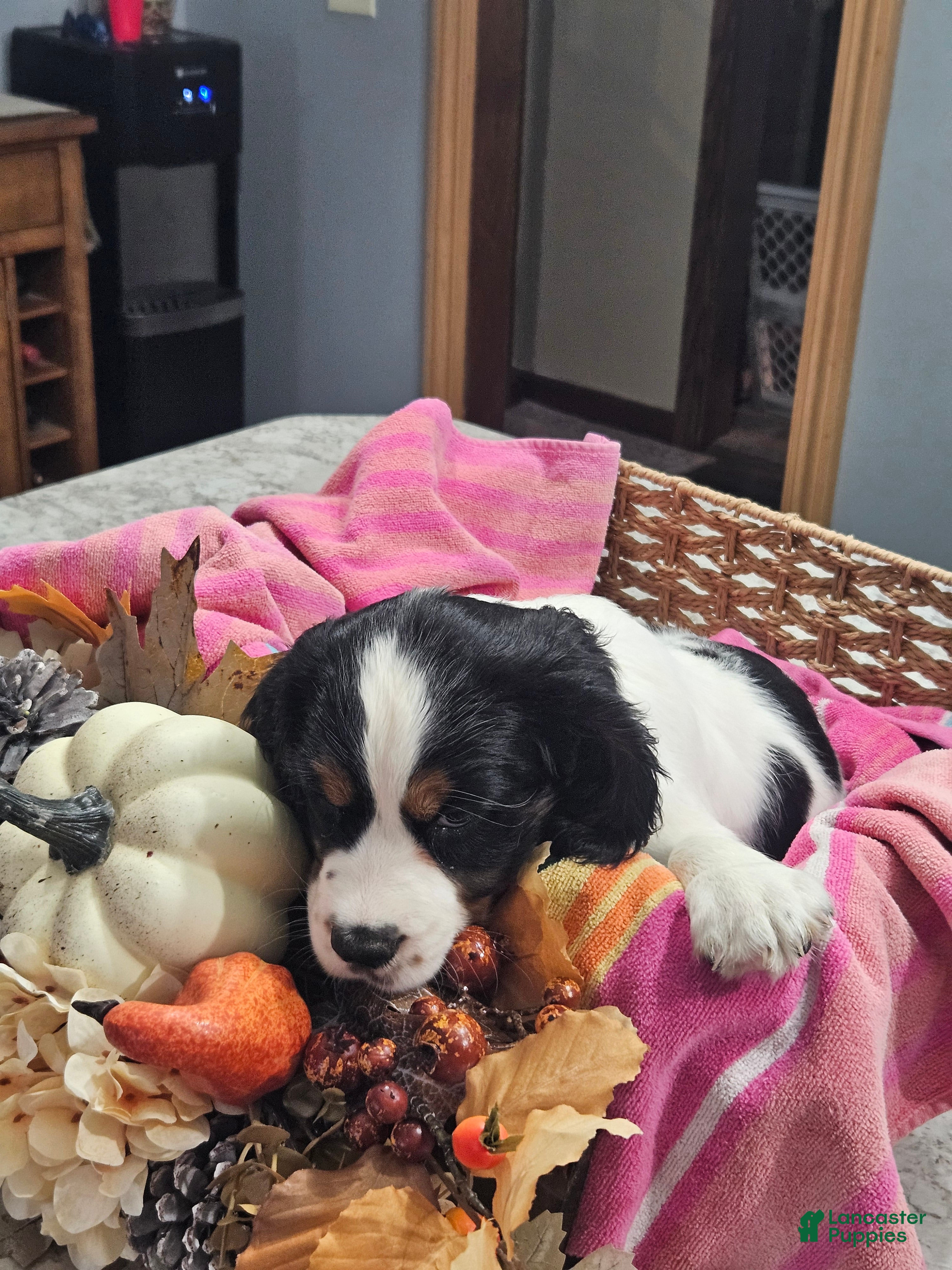 English Springer Spaniel dogs English Springer Spaniel 10 - Ad 1