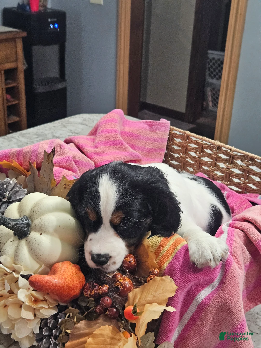 English Springer Spaniel dogs for sale: English Springer Spaniel 10 - Ad 1