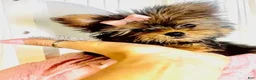 Yorkshire Terrier dogs for sale: Teacup Yorkshire Terrier 1 - Ad 2