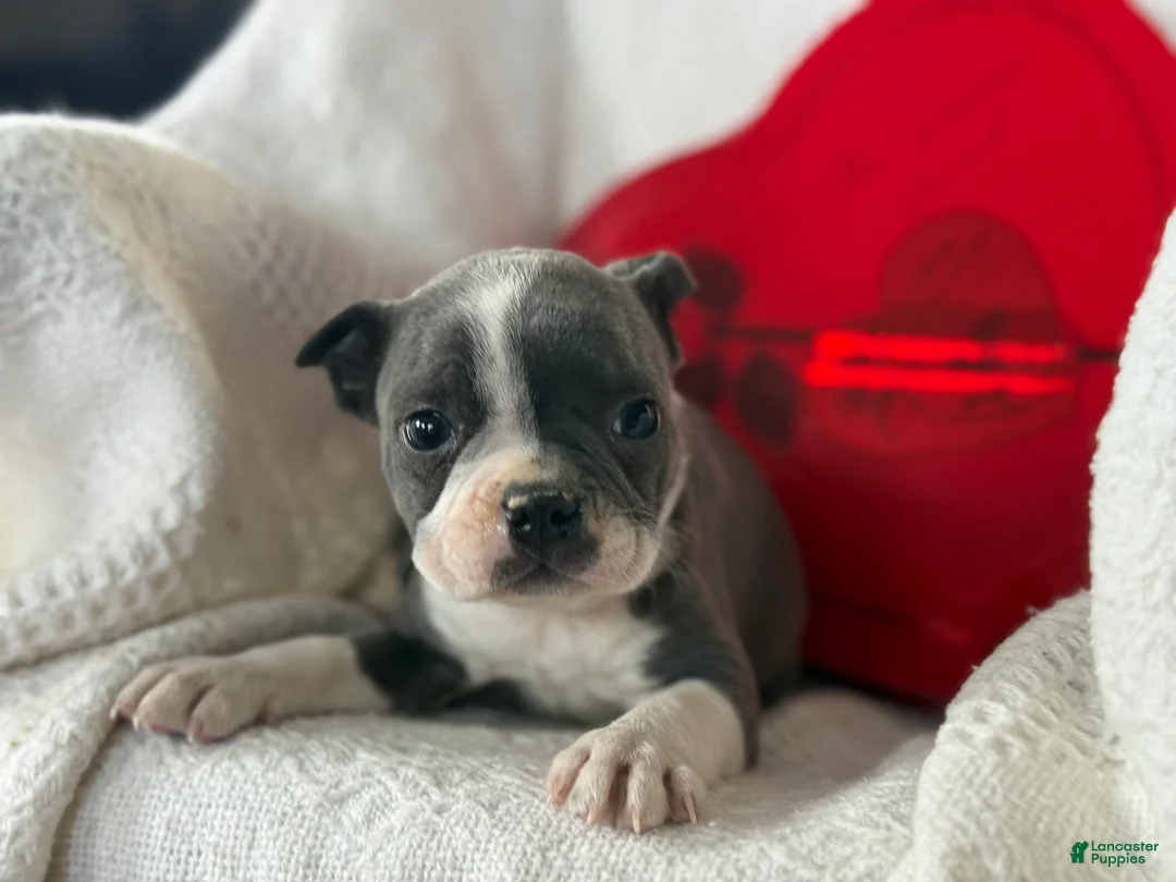 Boston Terrier dogs for sale: Remi - Ad 5