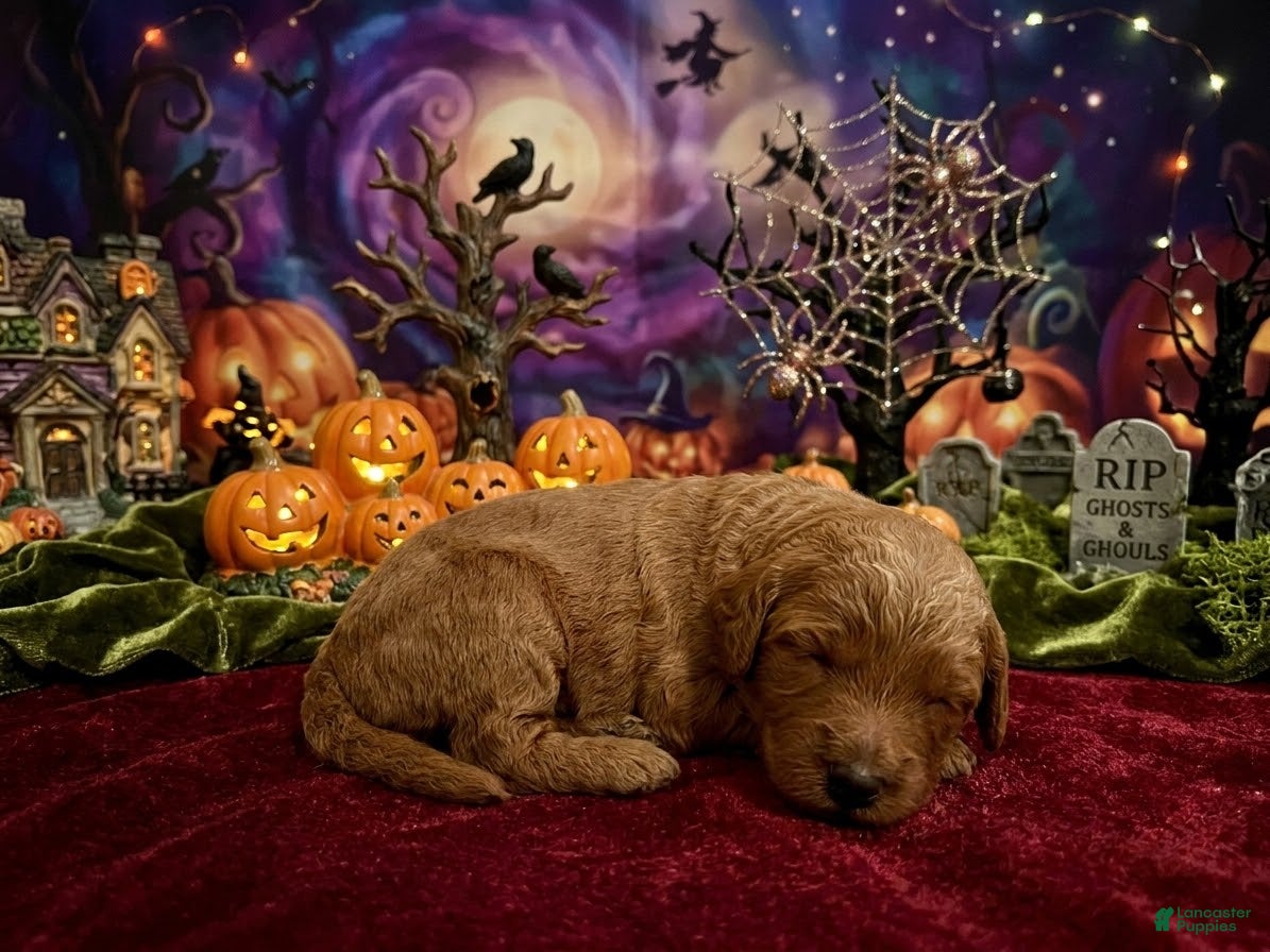 Goldendoodle dogs for sale: Willow - Ad 1
