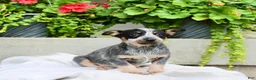 Australian Cattle Dog dogs for sale: Candy - Ad 2