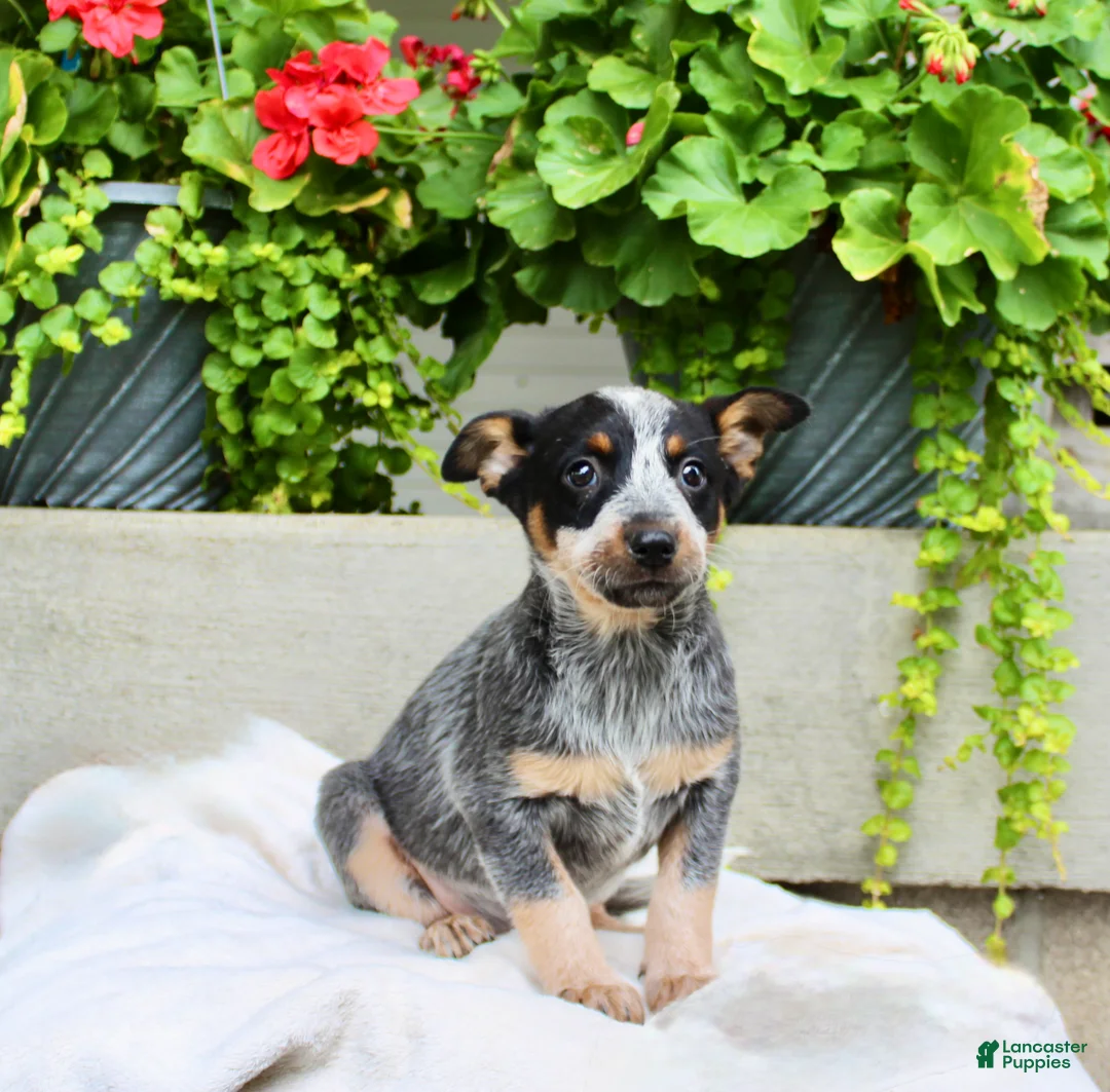 Australian Cattle Dog dogs for sale: Candy - Ad 2