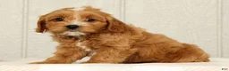 Cavapoo dogs for sale: Bobby - Ad 5